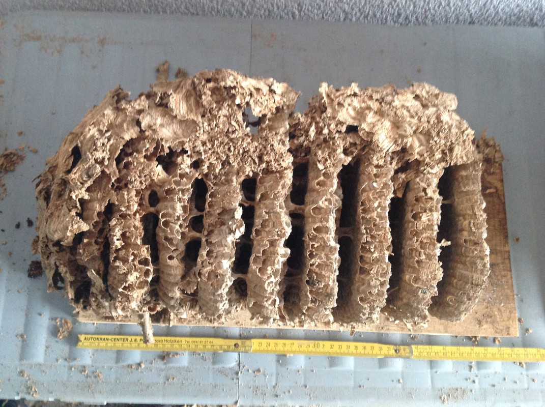 Hornissen Nest und Waben Winter 2015 (10)