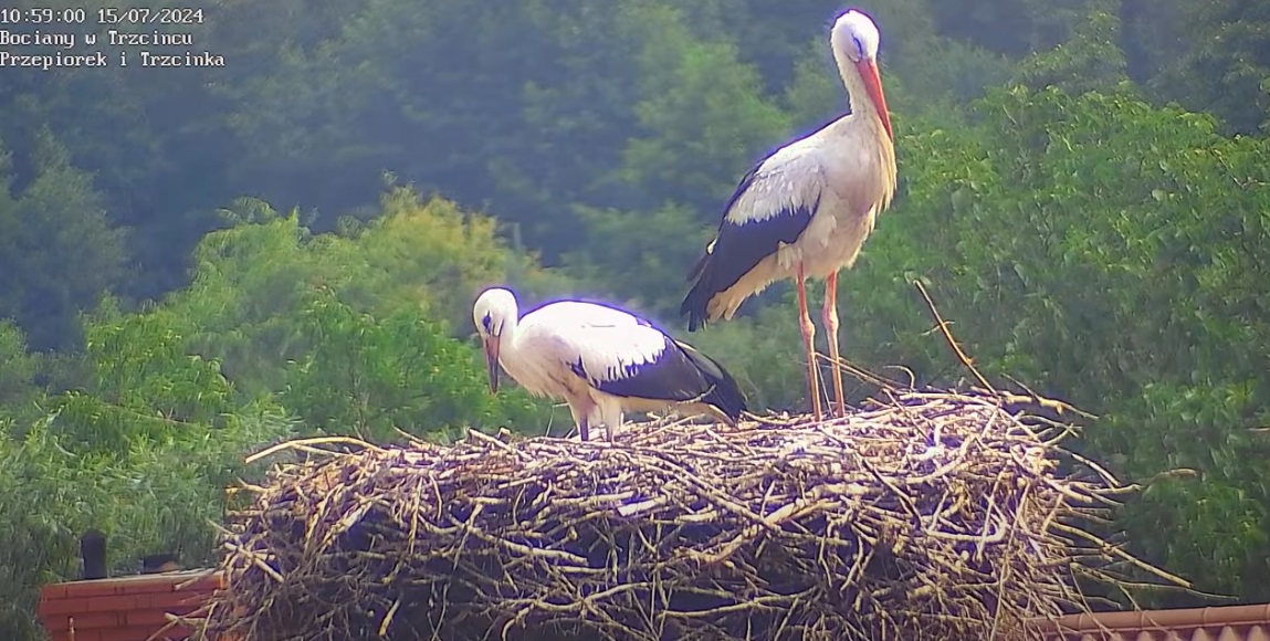 jasobiepostojeipospie