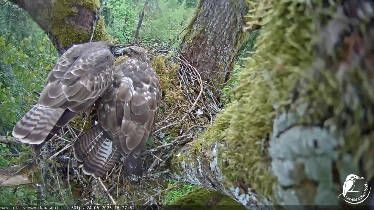 Melnās klijas (Milvus migrans) Kurzemē_ peļu klijāni (Buteo buteo) 14-8-51 screenshot
