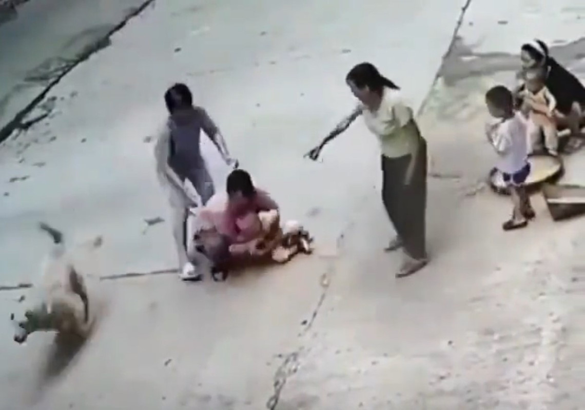 Perro salva a un niño del ataque de un “callejero”