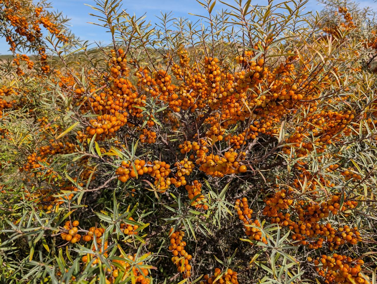 Трое в Амстердаме, не считая собаки. Переезд в Нидерланды.