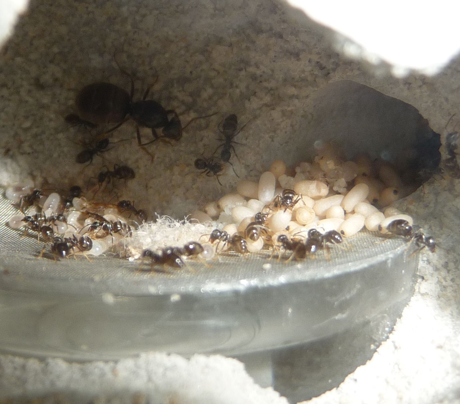 2204-Lasius1.jpg