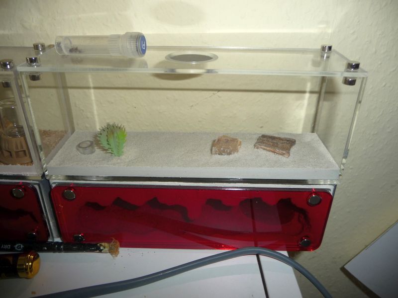 3003_Lateralis_expansion.jpg