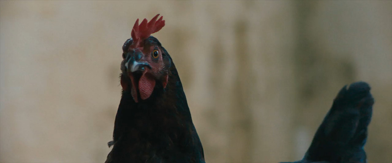 Hen 2025 WebRip [Hindi + Tamil + Telugu + English] 480p 720p ESub Screenshot