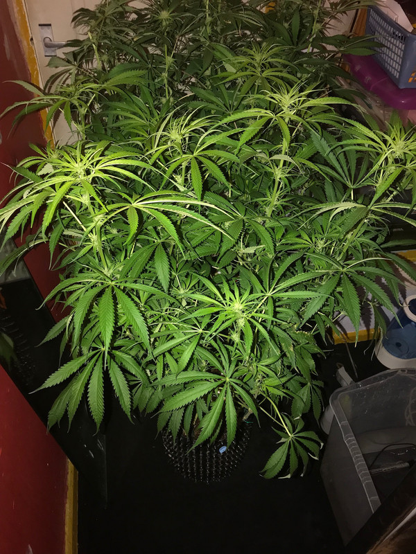 003CC777-2DCC-4283-B6A6-17BA52E5F03C