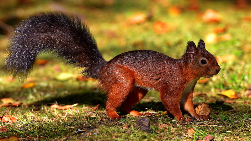 redsquirrel2.jpg