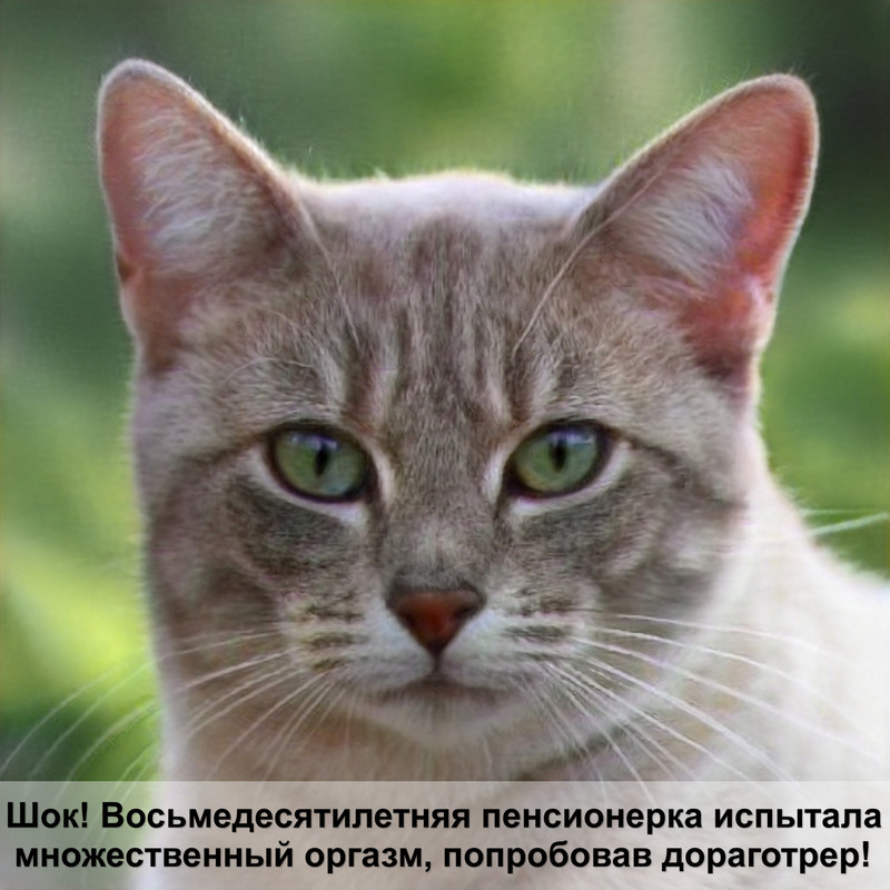 порода кошек с загнутыми ушами