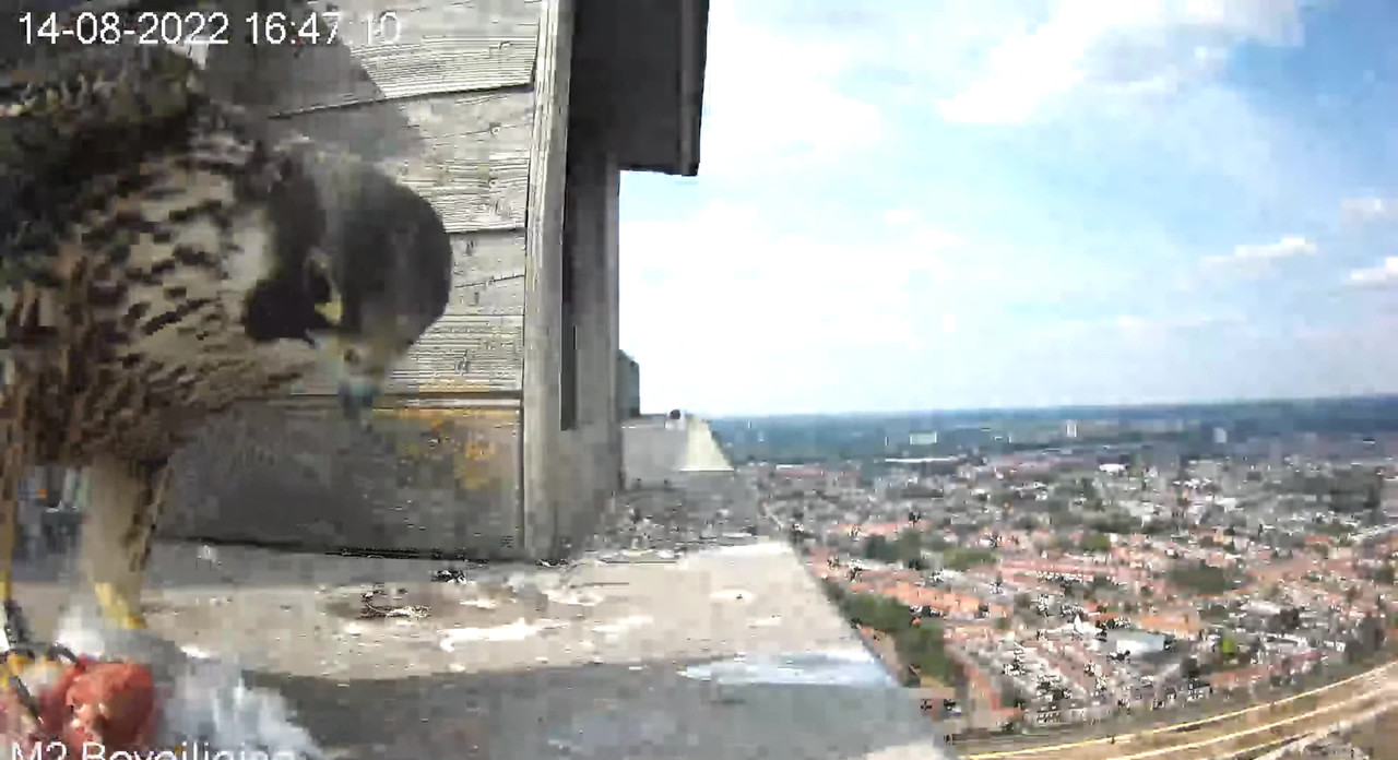 Tilburg/Westpointtoren - Pagina 17 Video-2022-08-14-170947-Moment-2
