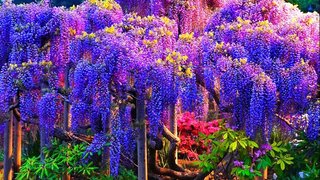 Chuỗi Thơ Tự Do - Nhất Lang Nguyễn Thành Sáng - Page 14 Blue-and-Pink-Wisteria-tree-flower-Desktop-Wallpaper-HD-25690x1600-915x515