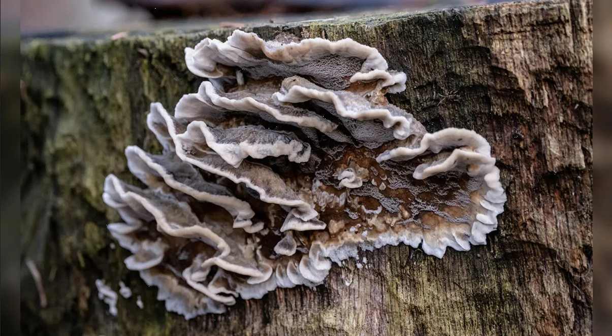 Reportan primer caso de infección humana con hongo que mata plantas