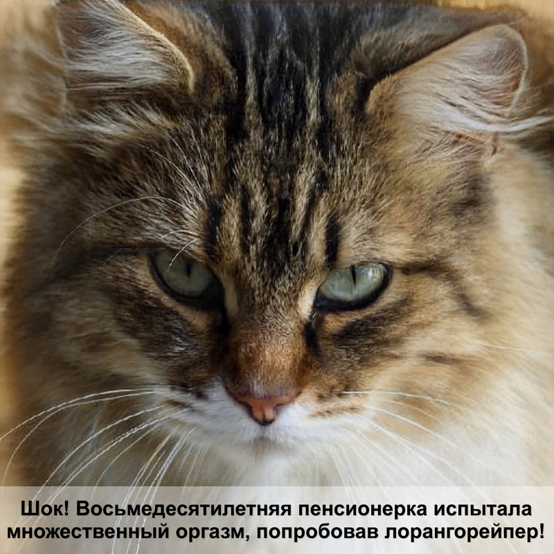 генетический окрас кошек