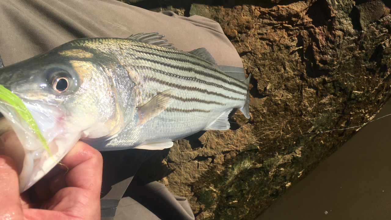 BA3A5527-6411-4CA9-BF75-F42838489260