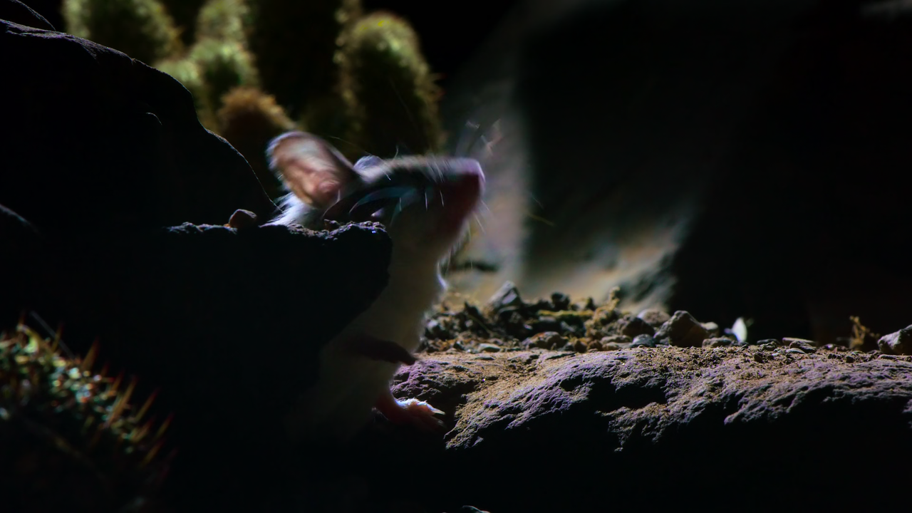 Night On Earth (2020) S01 1080p NF Webrip x265 10bit EAC3 5.1 - Ainz