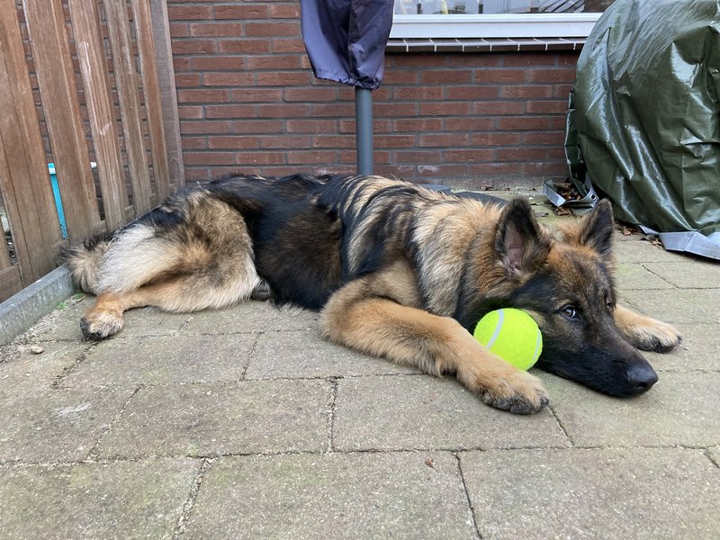 Afbeelding