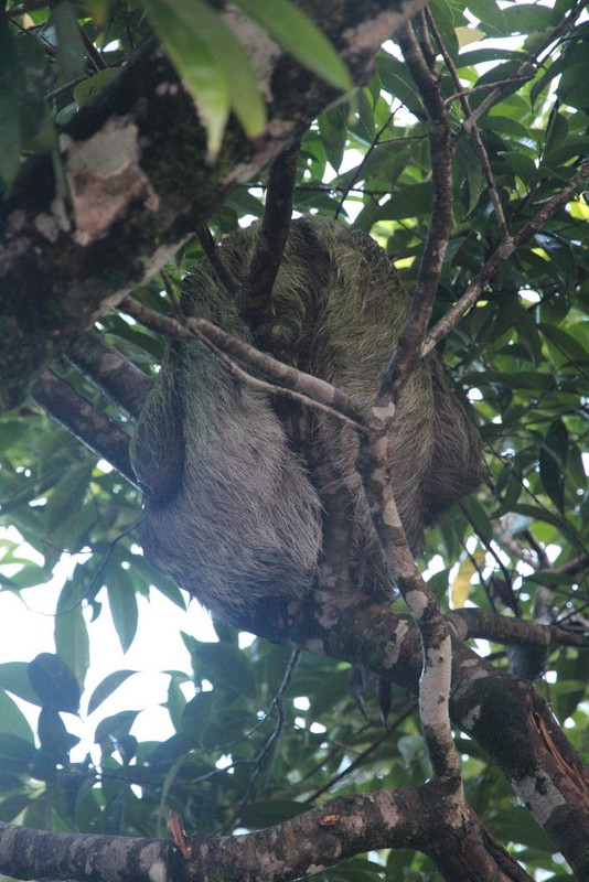 DIA 3: CANALES, COLINAS Y TORTUGAS - DE TORTUGAS Y PEREZOSOS. COSTA RICA 2019 (6)