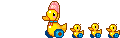 a bunch of baby ducks