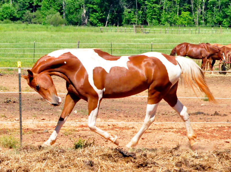 chestnut-saddlebred-12-by-venomxbaby-d2utp9f-fullview.jpg