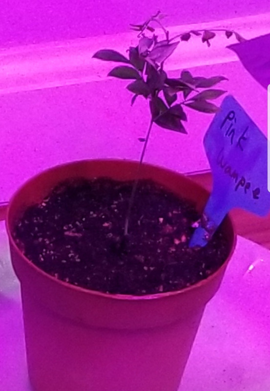 Screenshot_20191205-162854_Photos