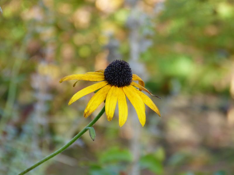 2014-11-01 Novemberblüten 20