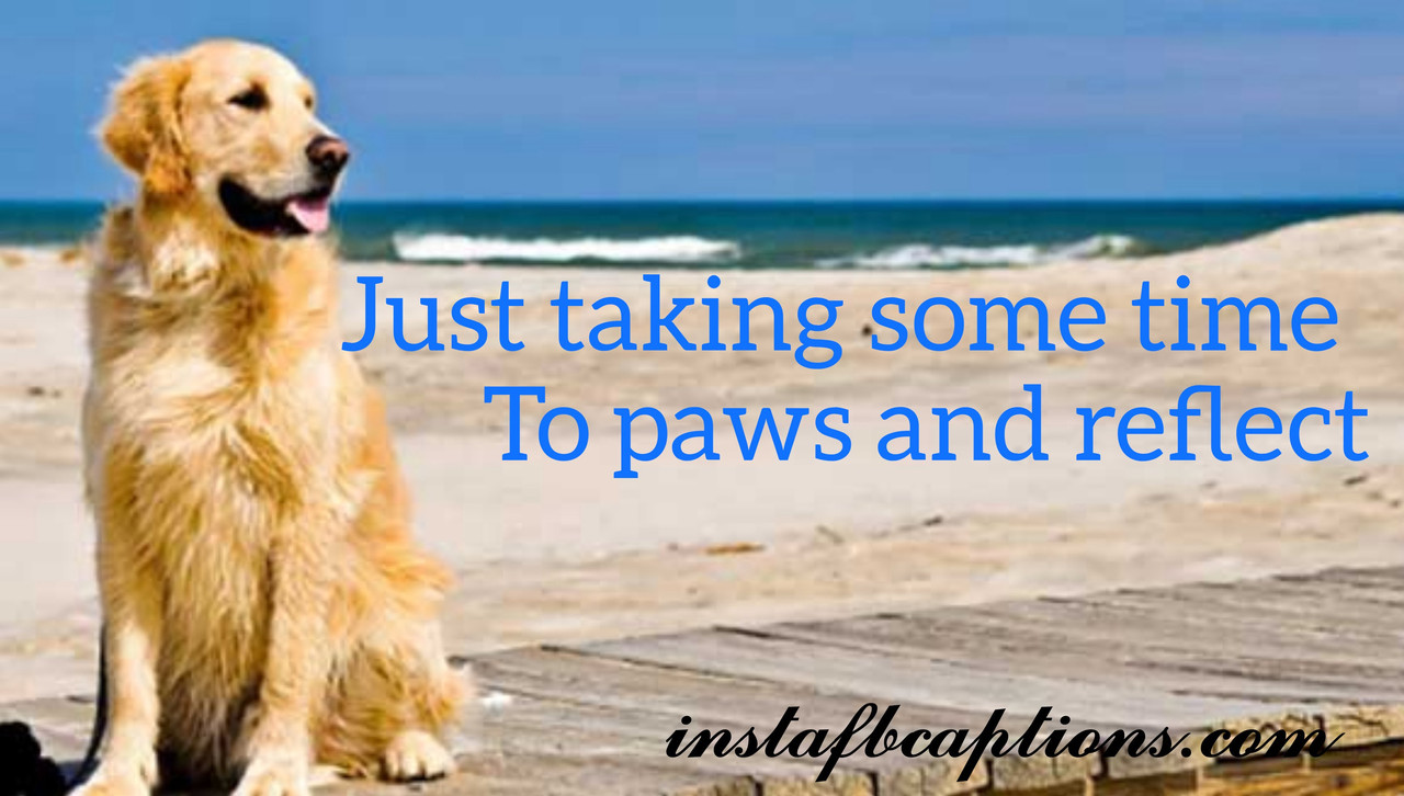 Dog-on-beach-captions