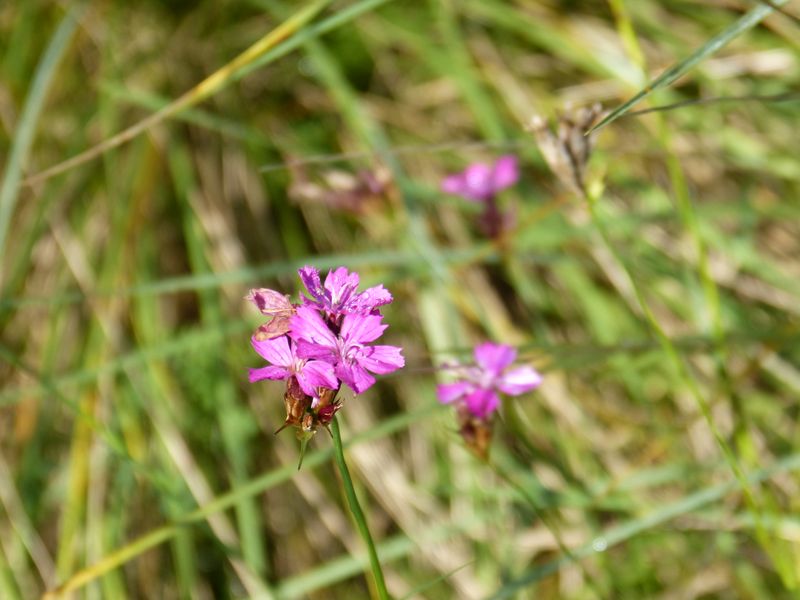 2014-11-01 Novemberblüten 21