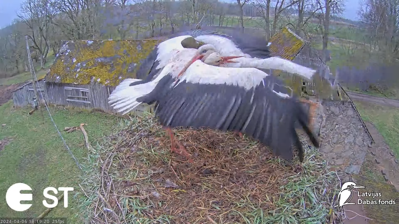 Baltie stārķi (Ciconia ciconia) Tukuma novadā - LDF tiešraide __ White storks in Tukums, Latvia 8-56