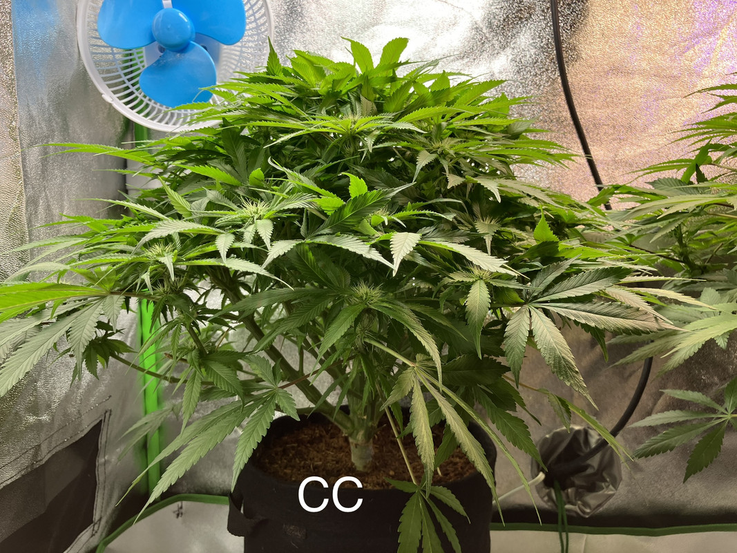 IMG_1597 (Mayo 20  2023)