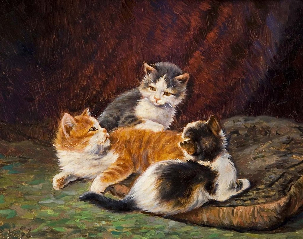 Drei-junge-Katzen