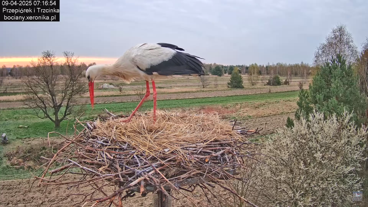 09042025bociany_16