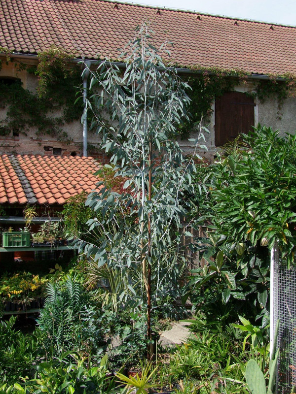 Eucalyptus 46931309-488793914945634-7017547408531783680-n