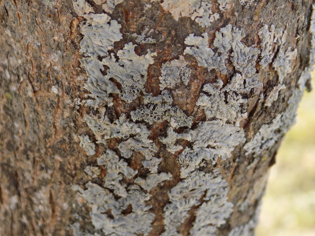 Many underformed overlapping blue-grey formations of foliose lichen with prominent apothecia on one tree trunk.