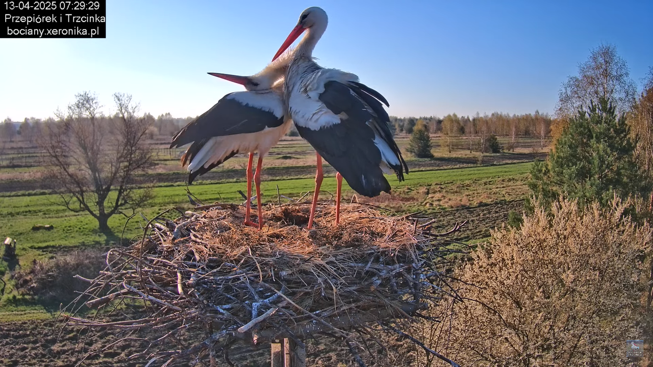 13042025bociany11