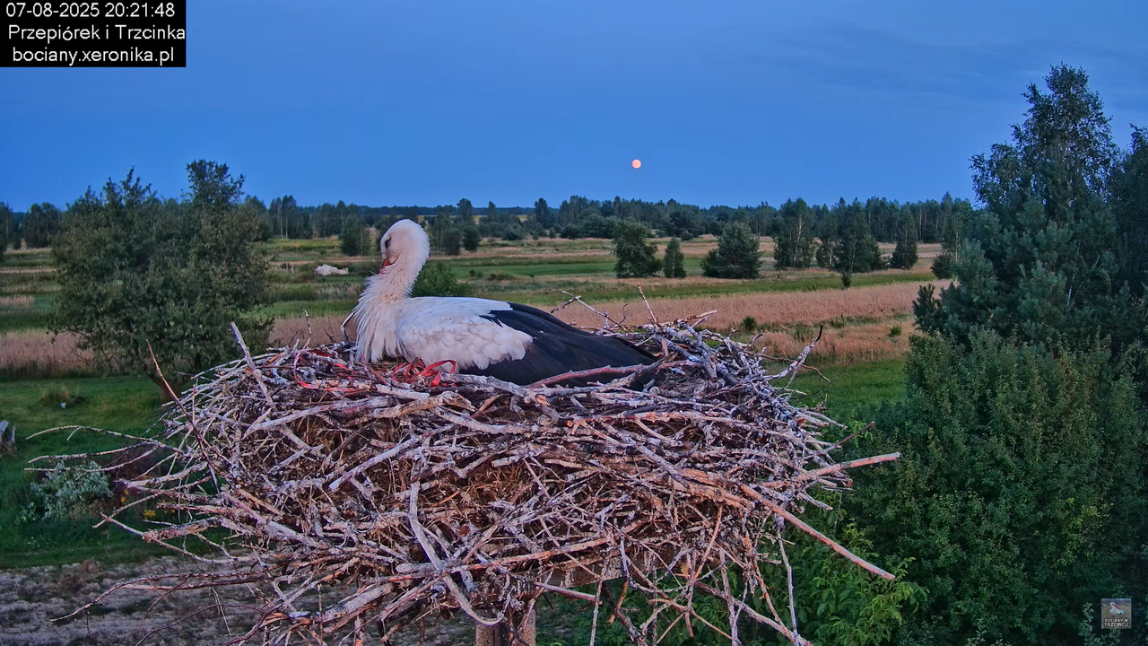 07082025bociany30
