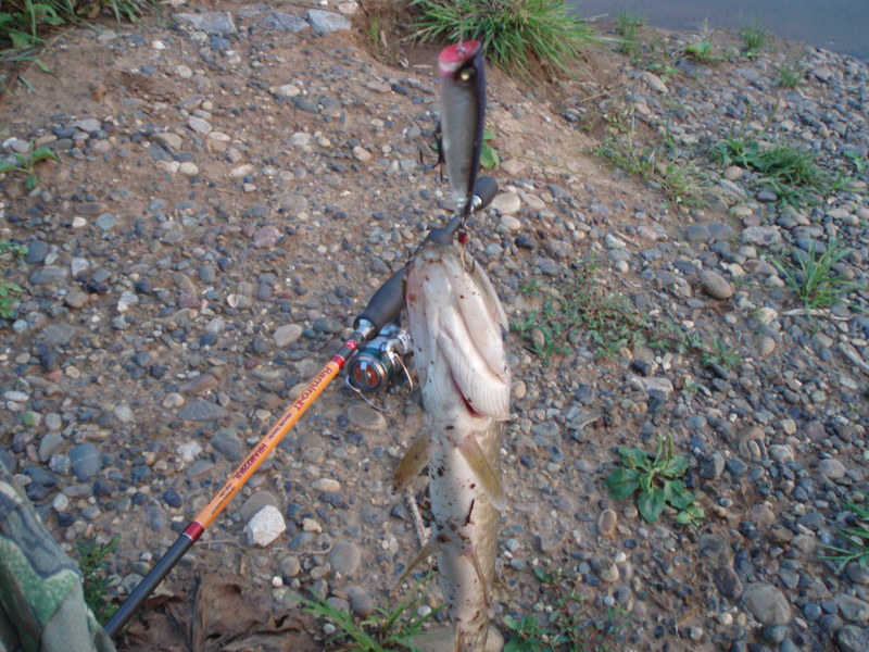 щука поппер