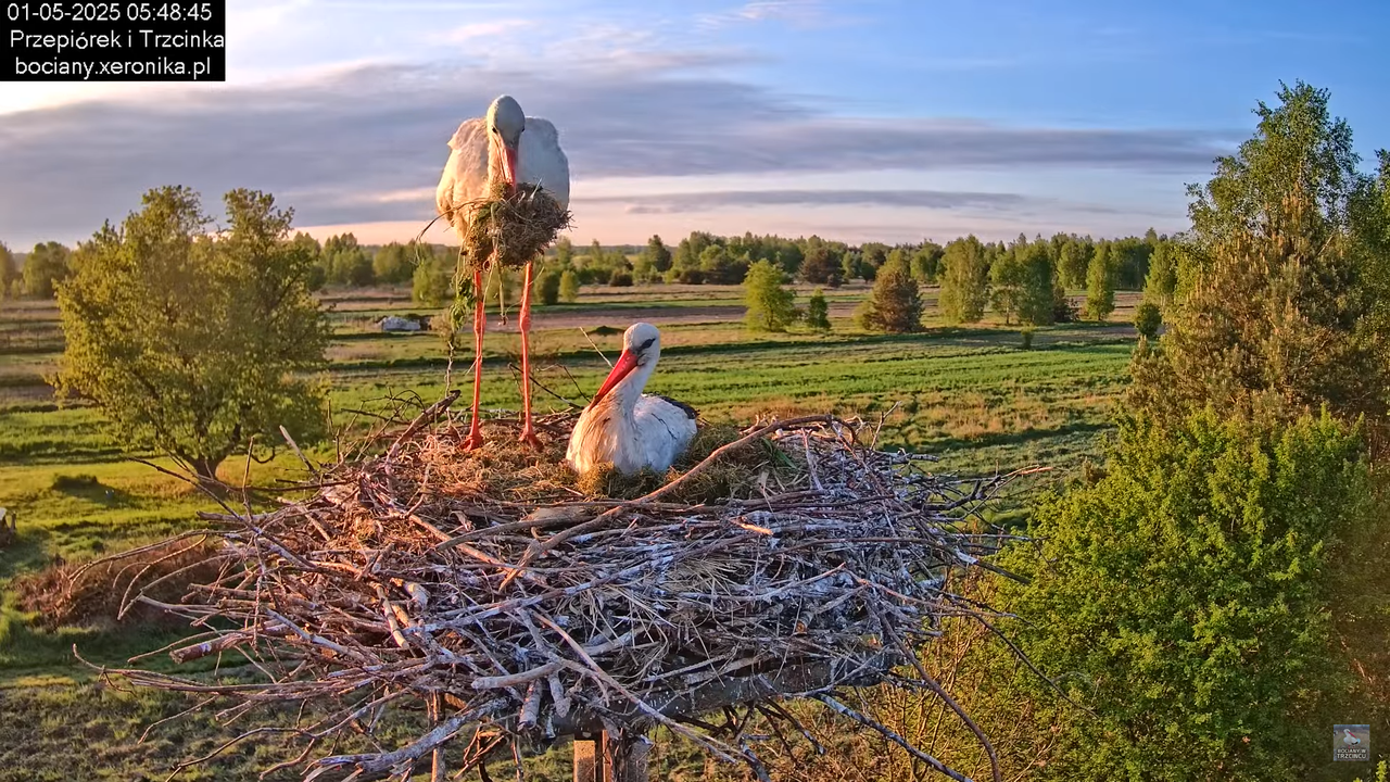 01052025bociany2