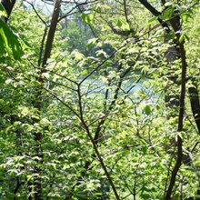 Schellensee
