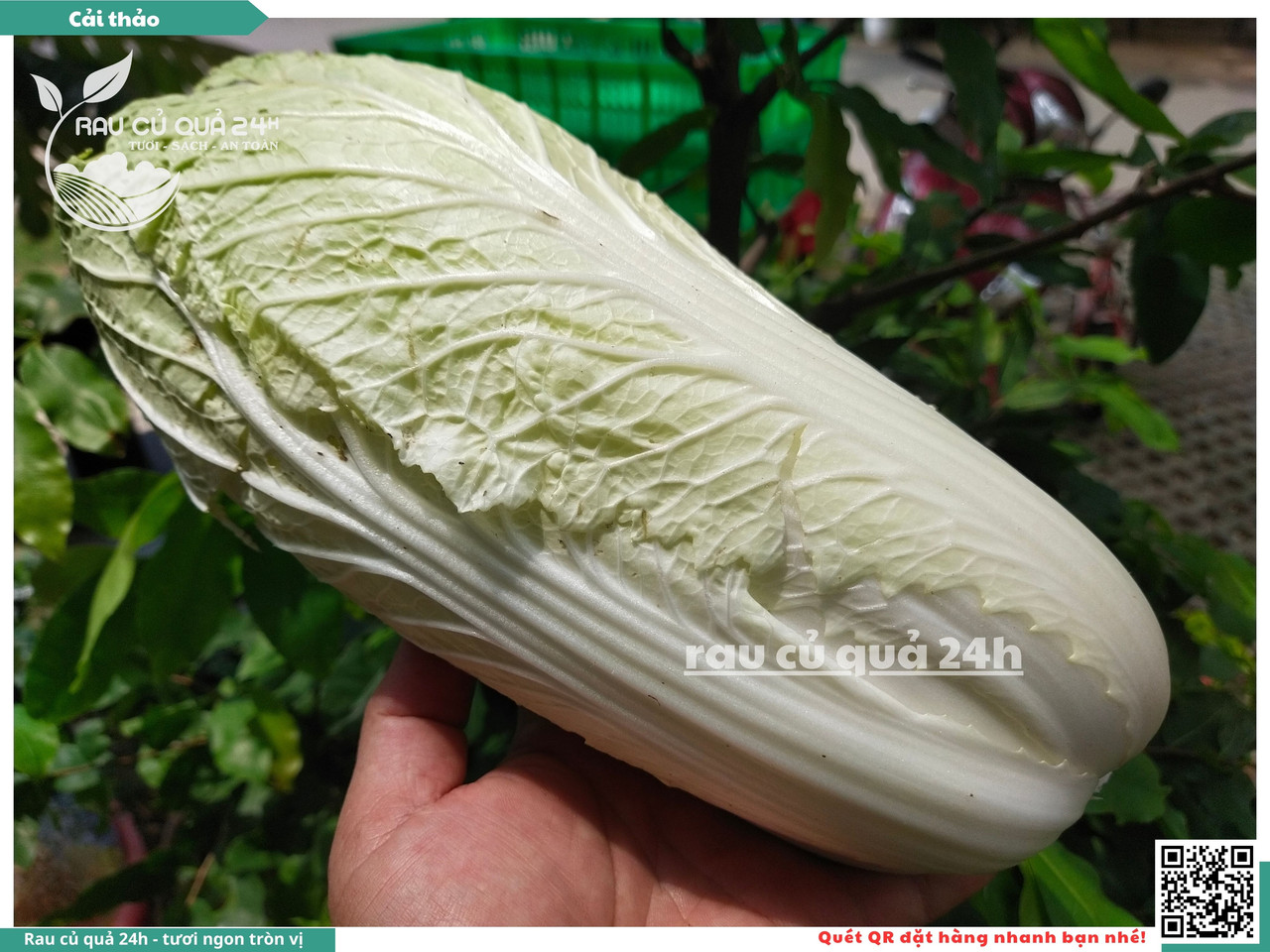 Cải Thảo 1
