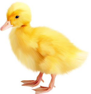 KBK_PrettyRabbit (4)