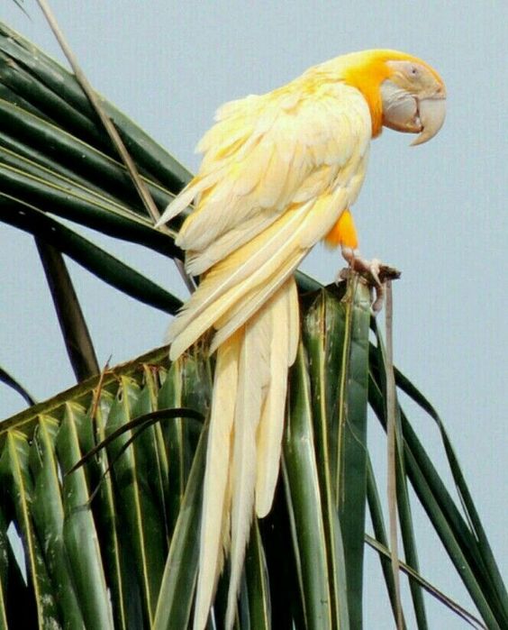 yellowparrot.jpg