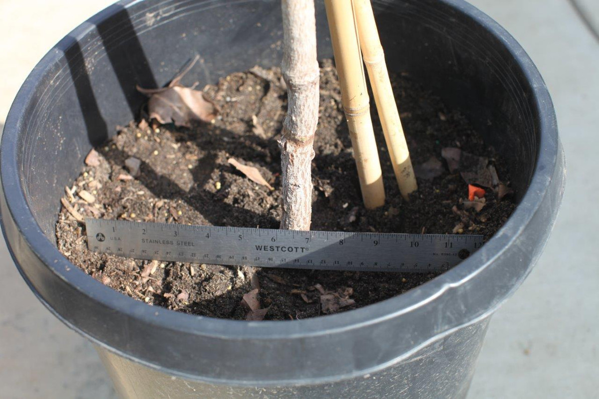 IMG_6118  Haysa Sapodilla 1 inch graft union (10