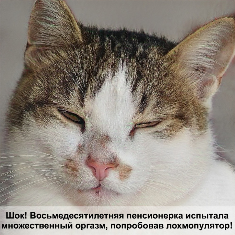 беременность кошки по неделям в картинках