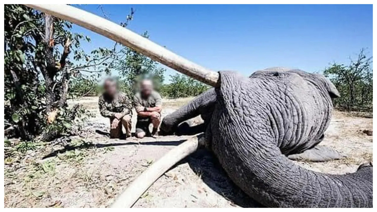 Cazador pagó 50 mil dólares con tal de matar al elefante más grande de Botsuana