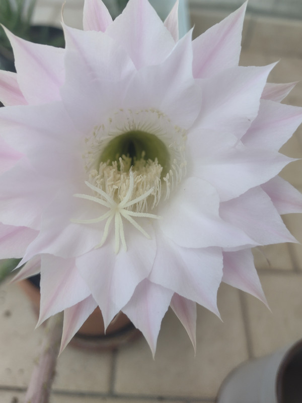 IMG_20230804_084353690