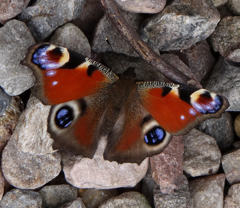 PEACOCK 21 290824
