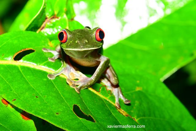 Costa Rica con niños. Julio-Agosto 2018 - Blogs de Costa Rica - Sierpe-Drake-Isla del Caño-PN Corcovado (8)