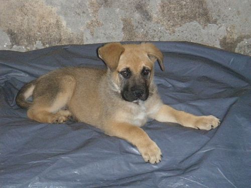 Balzac ~ CúConnacht