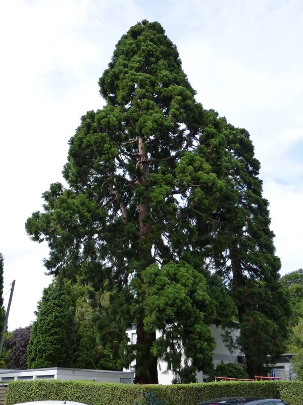 2014-07-13 Arboretum Härle 1