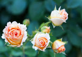[Image: images-1.jpg]