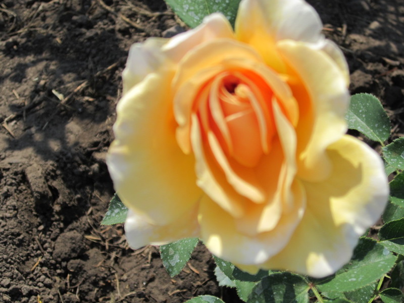IMG_1742[1]