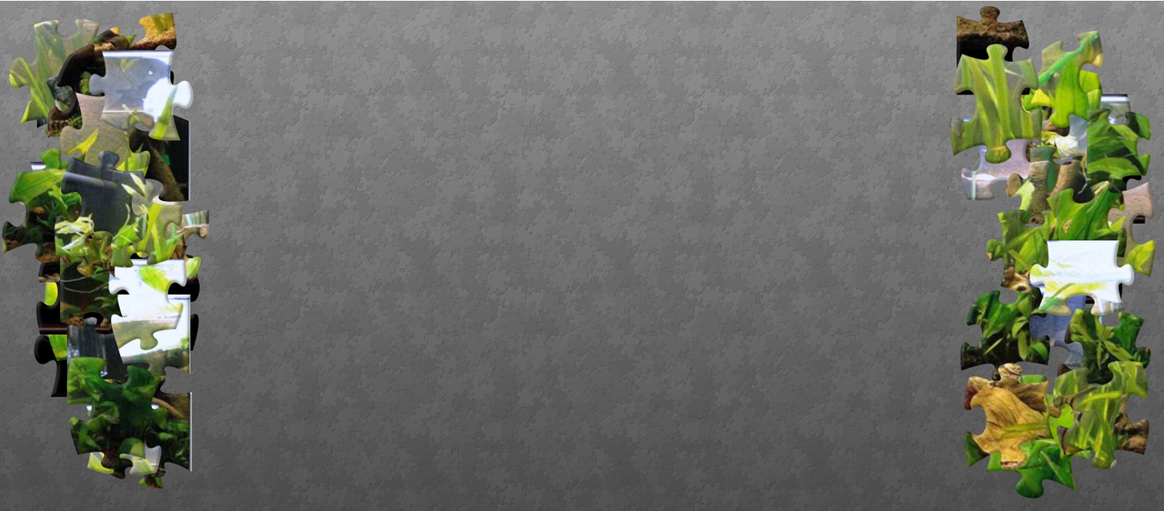 Beamud - (50 pieces)